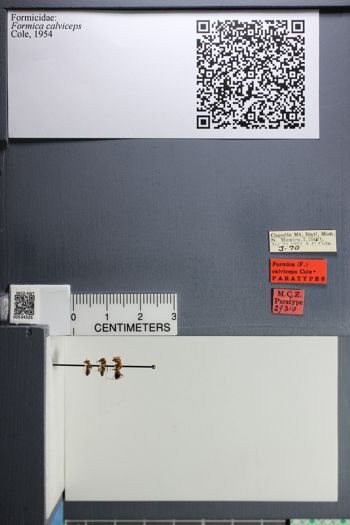Media type: image;   Entomology 534326
